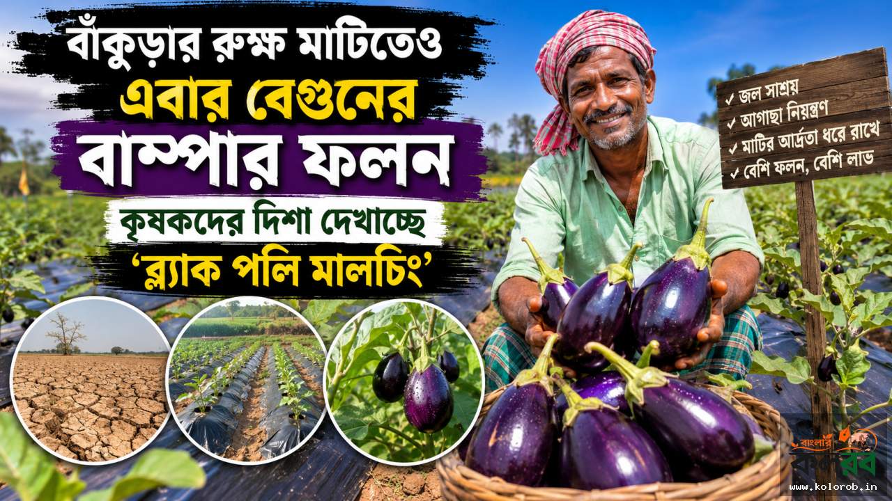 বাঁকুড়ার রুক্ষ মাটিতেও এবার বেগুনের বাম্পার ফলন, কৃষকদের দিশা দেখাচ্ছে 'ব্ল্যাক পলি মালচিং'